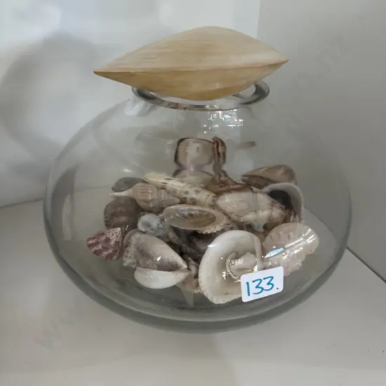 shell collection