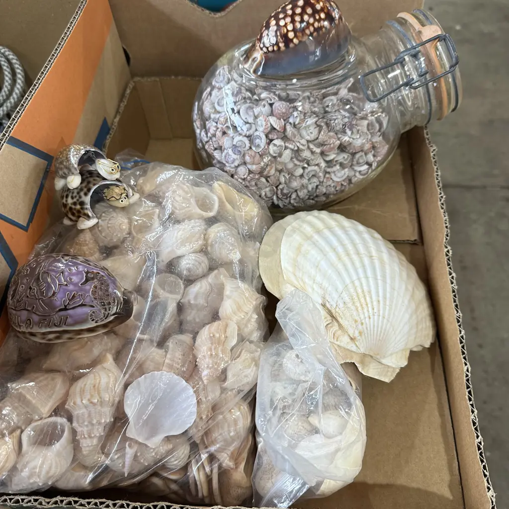 shell collection Image 1++