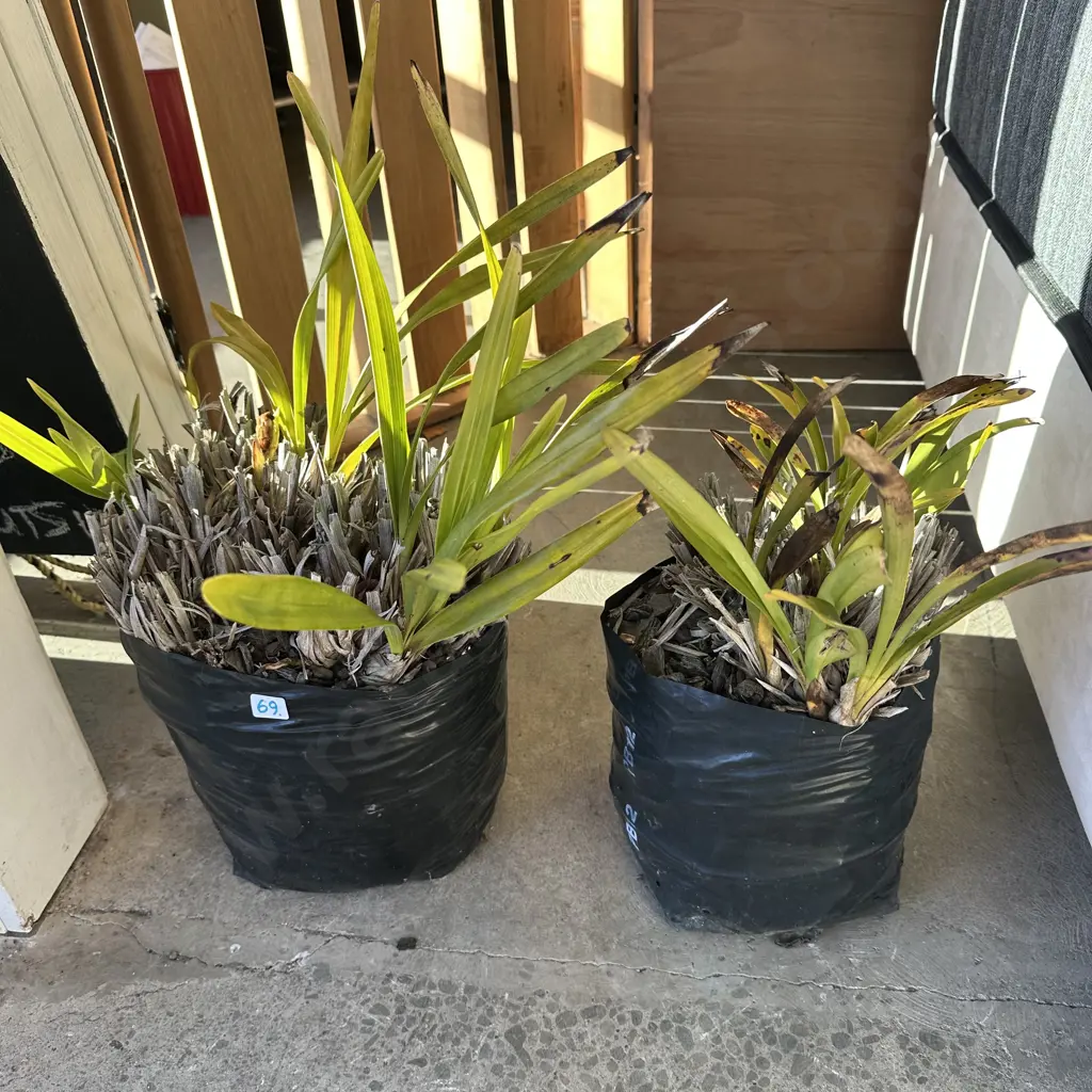 2 Orchid plants Image 1++