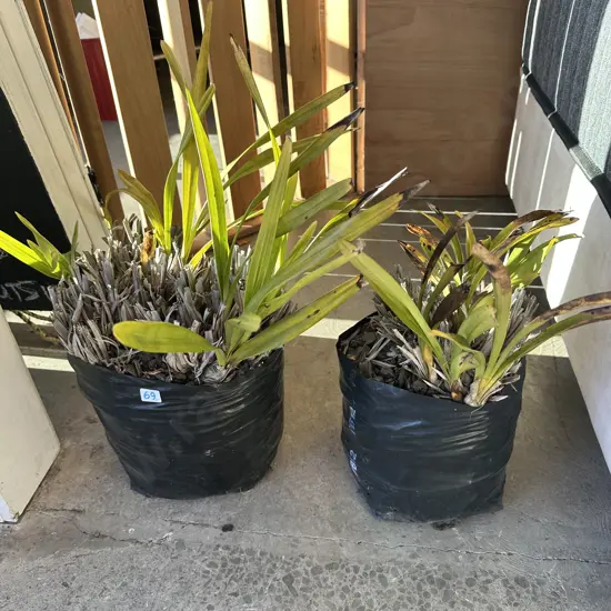 2 Orchid plants