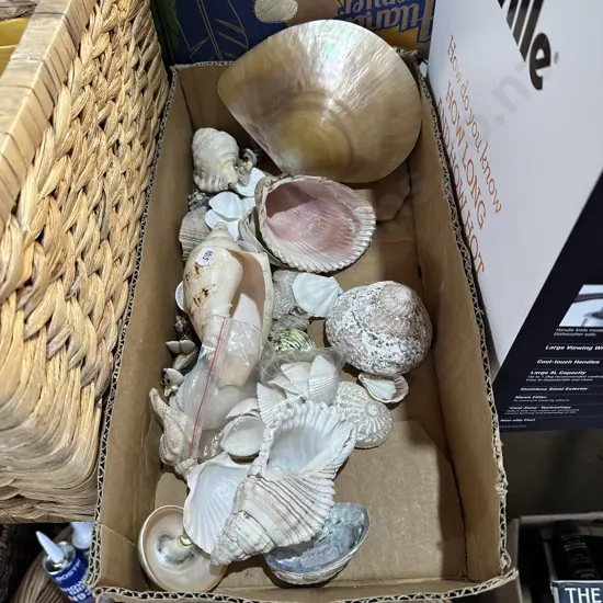 Box lot of collectable shells.