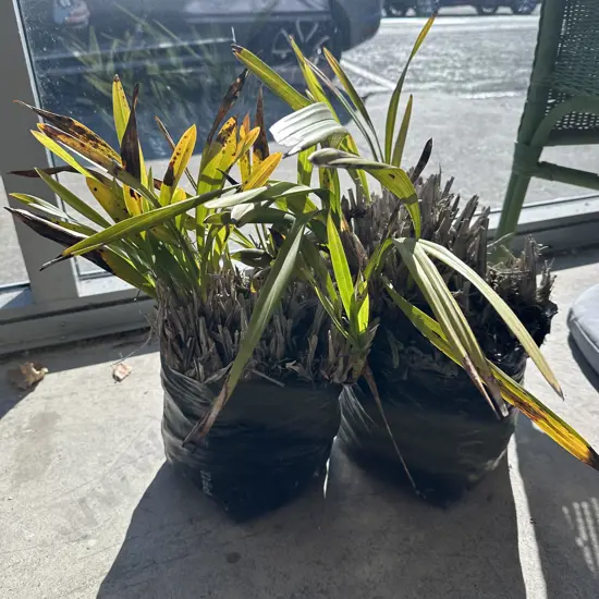 2 Orchid plants