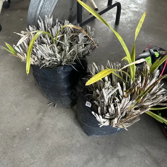 2 orchid plants