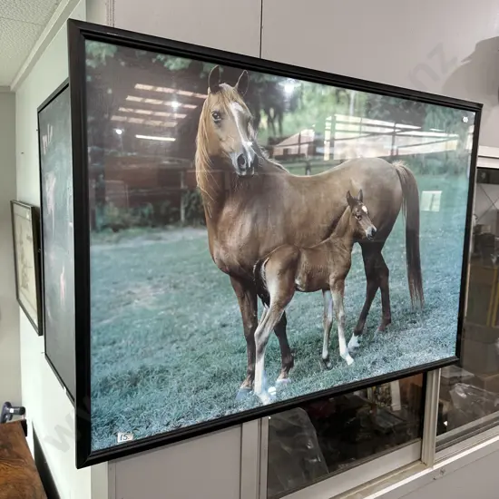 horse picture