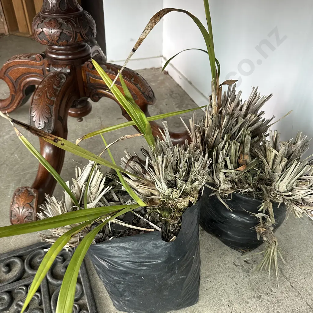2 Orchid plants Image 1++