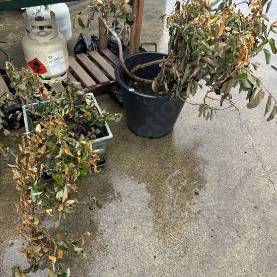 2 plants