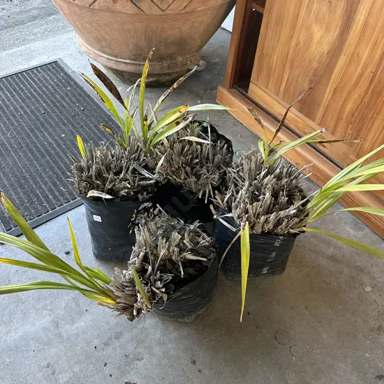 4 x Orchid plants