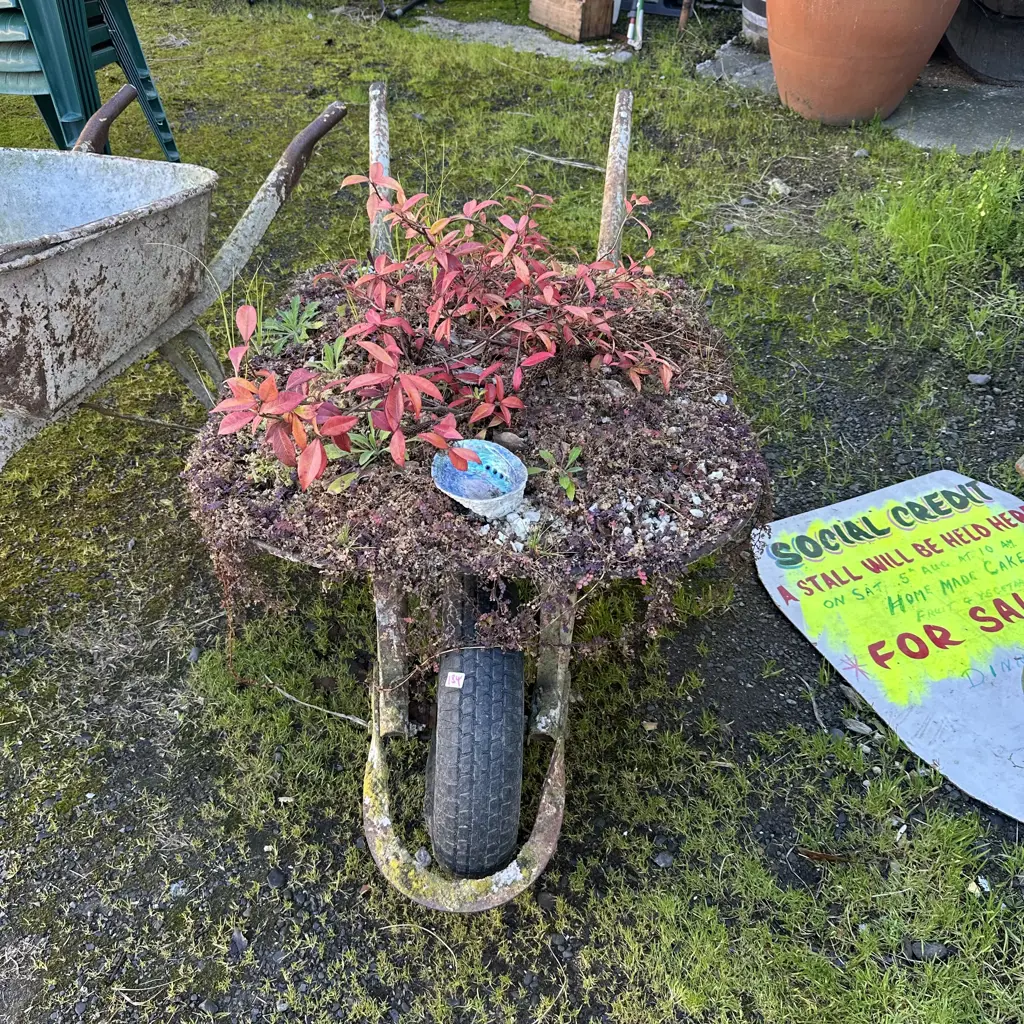 barrow of plants Image 1++