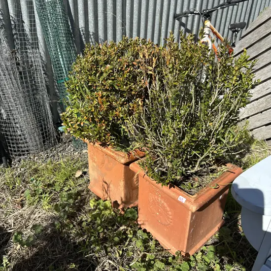 Pr potted Buxus