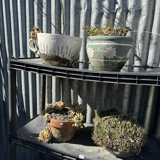 4 potted plants
