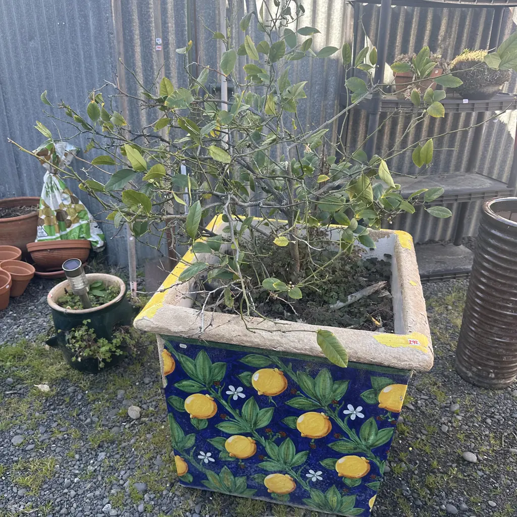 large square Lemon tree & planter Image 1++