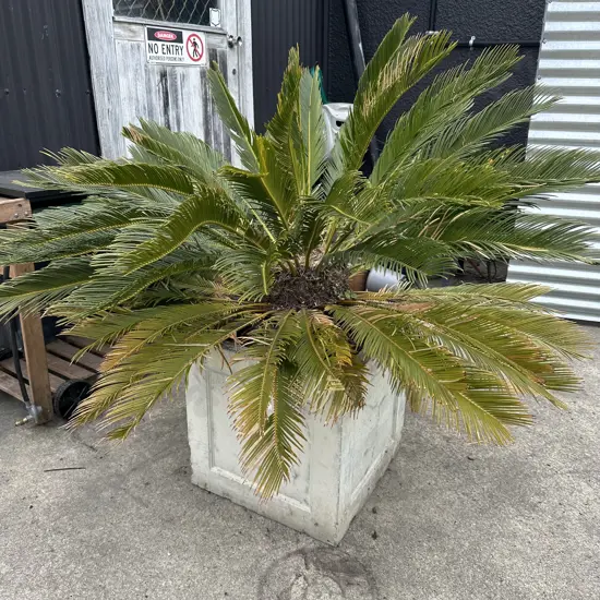 Sago palm in concrete square pot