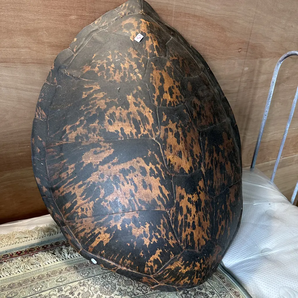 large antique sea turtle shell (has been in NZ approx 50 years) Image 1++