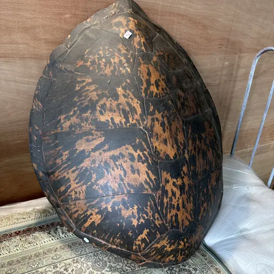 large antique sea turtle shell (has been in NZ approx 50 years)