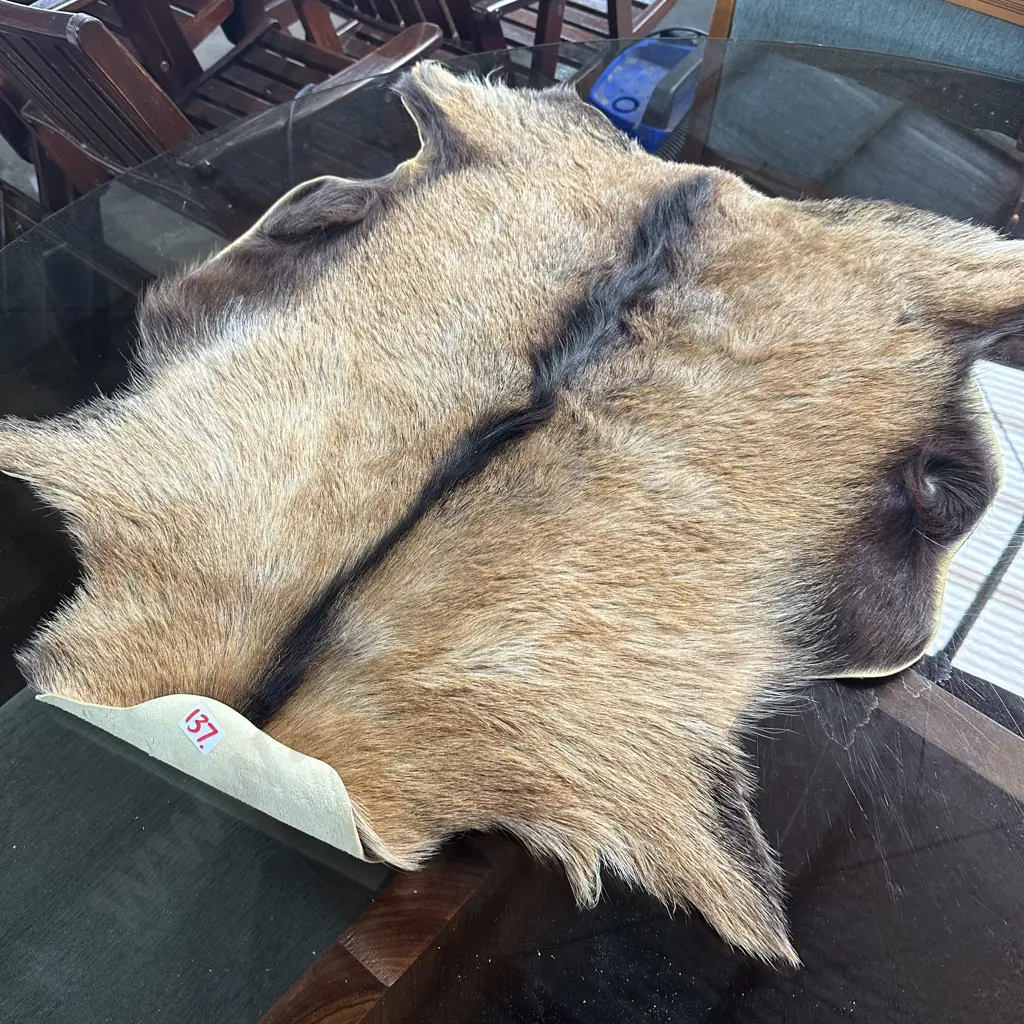 Goat pelt Image 1++