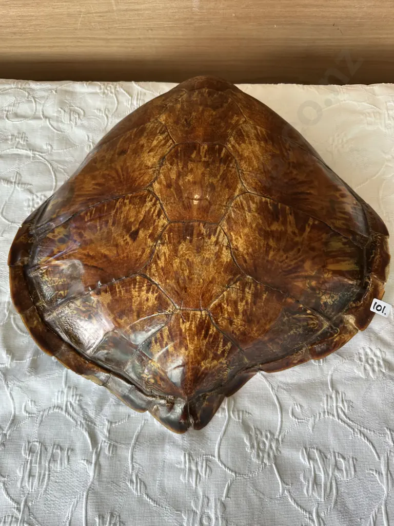 Turtle shell  (come to NZ approx 40 years ago) 500 x 500mm Image 1++
