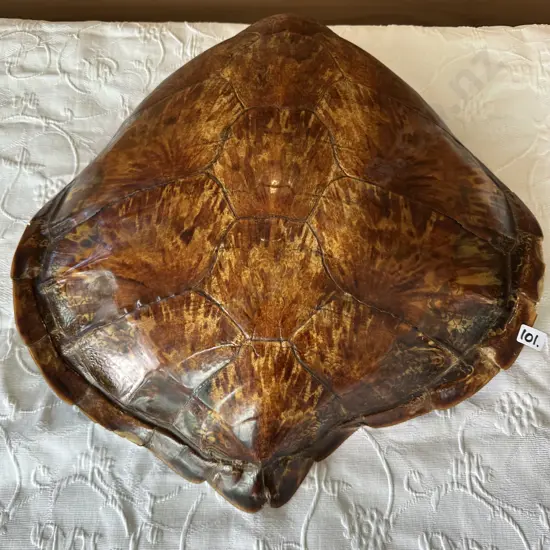 Turtle shell  (come to NZ approx 40 years ago) 500 x 500mm