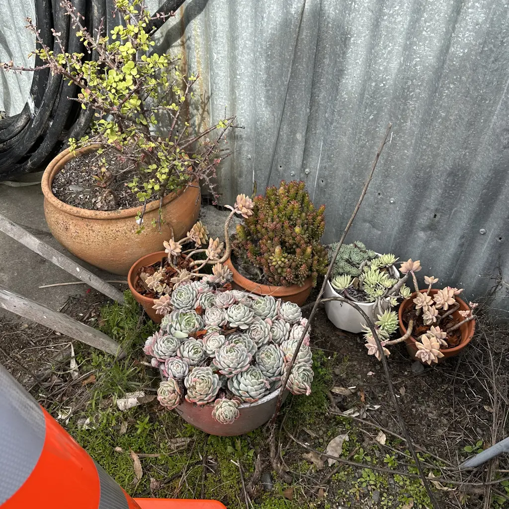 plants Image 1++