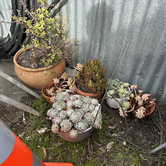 plants