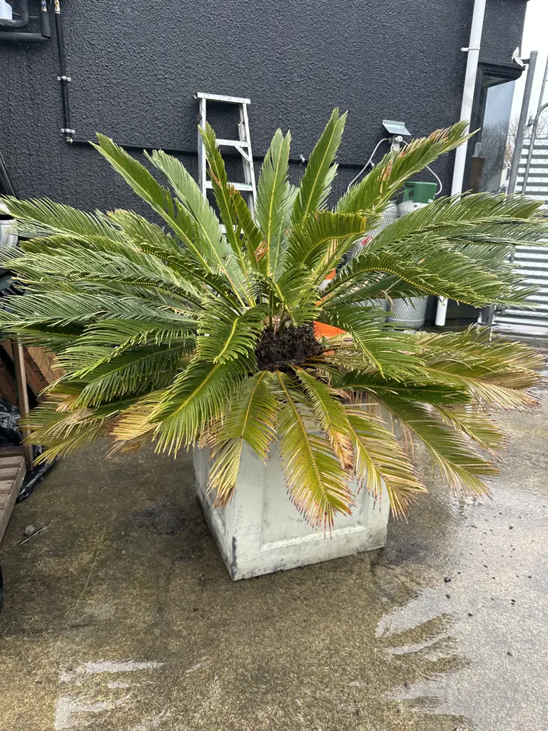 Palm Image 1++