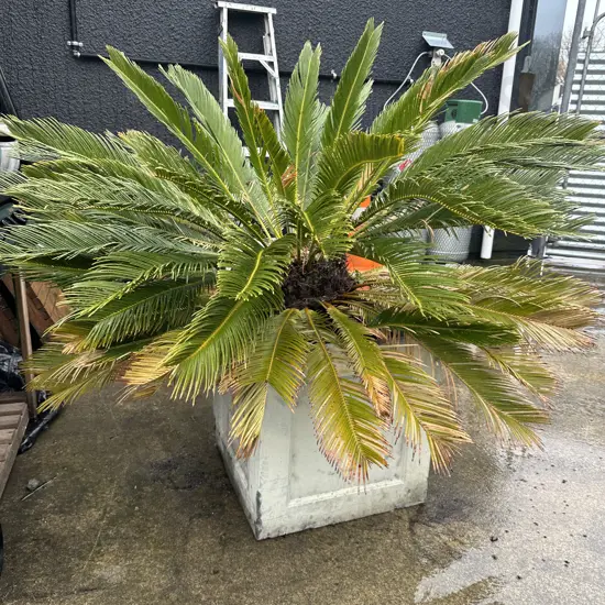Palm