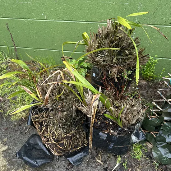 3 orchid plants