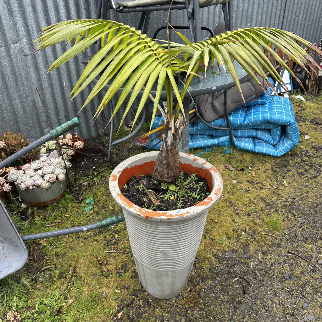 potted palm Image 1++