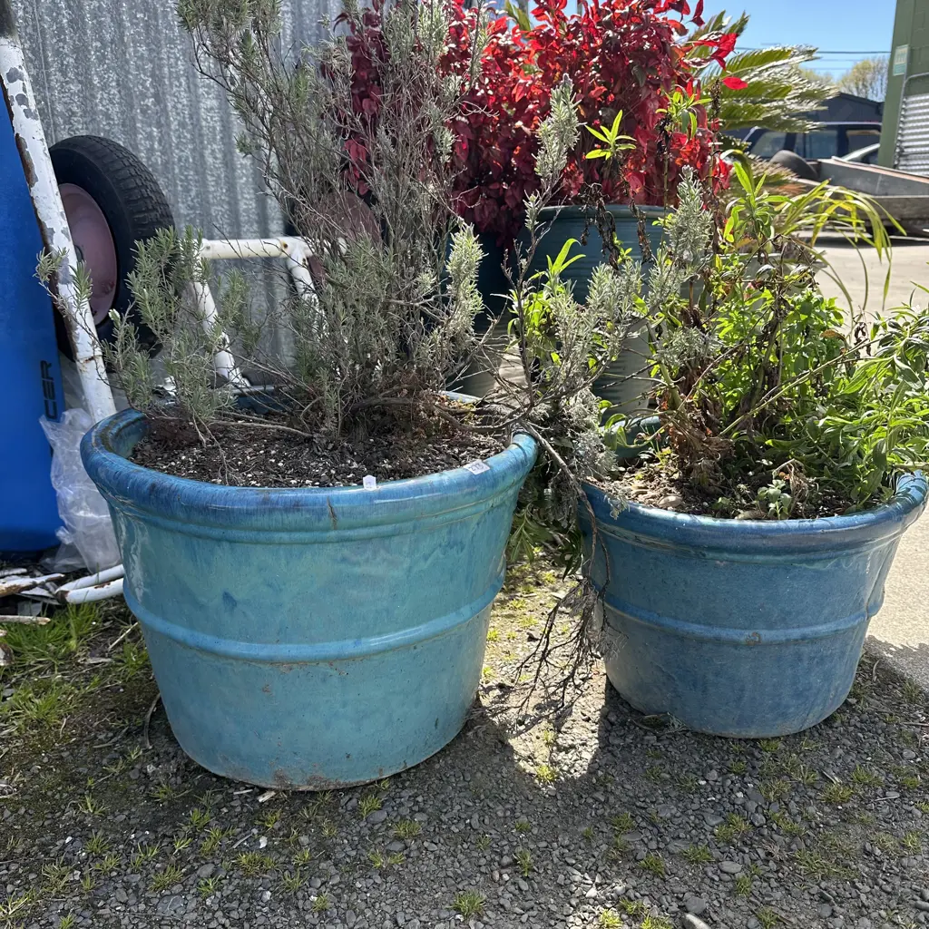 Two potted plants. Image 1++