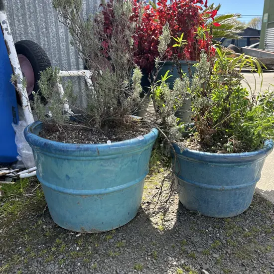 Two potted plants.
