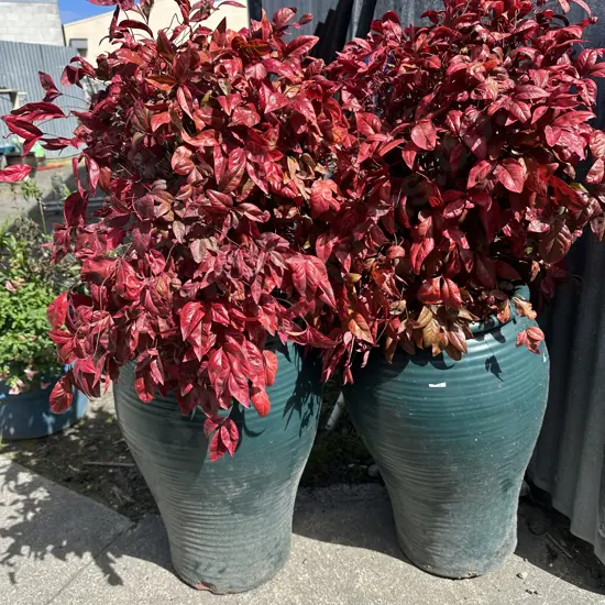Pair of potted shrubs.