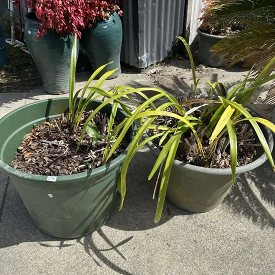 Orchids in plastic pots.