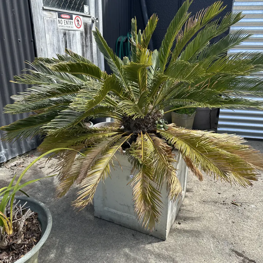Sago Palm in concrete planter. Image 1++