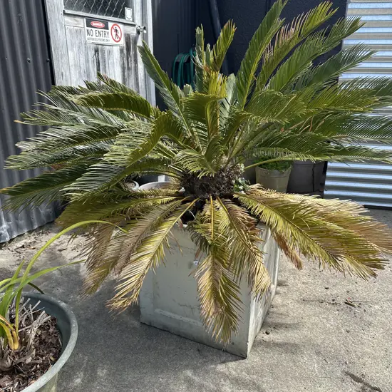 Sago Palm in concrete planter.