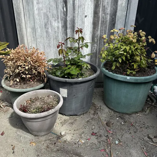 Selection of plants in plastic pots.