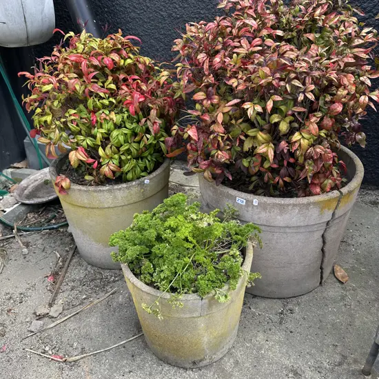 Three potted plants in concrete pots (one cracked)
