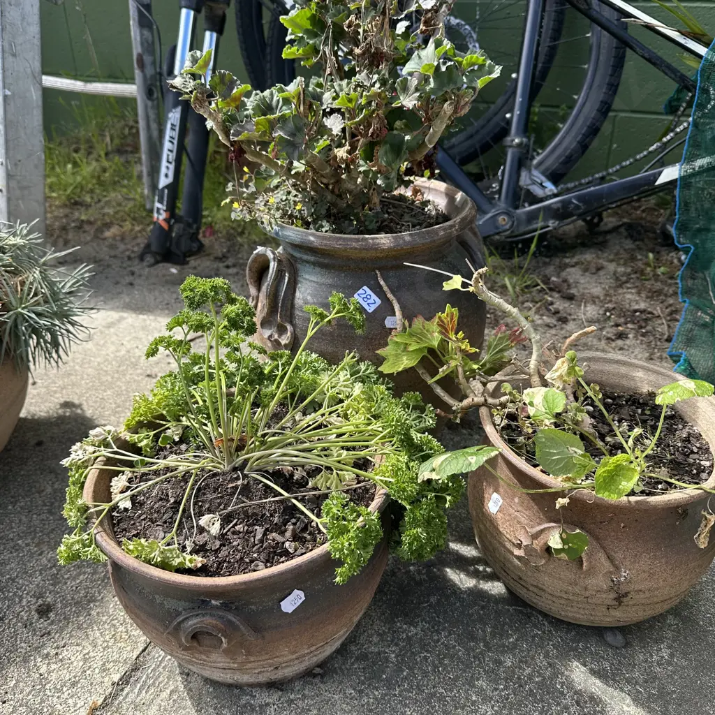 Selection of potted plants. Image 1++