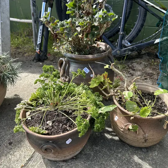 Selection of potted plants.