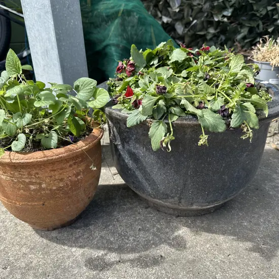 Two potted plants.