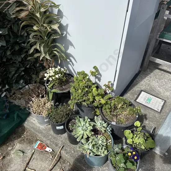 Large group of potted plants.
