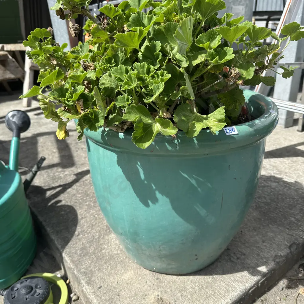 Large potted Geranium. Image 1++