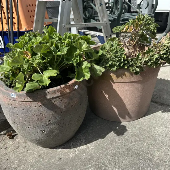 Two potted Geraniums.