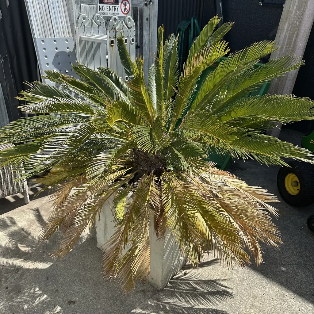 Sago Palm in concrete planter. Image 1++