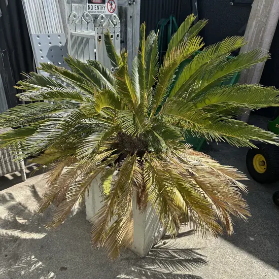 Sago Palm in concrete planter.