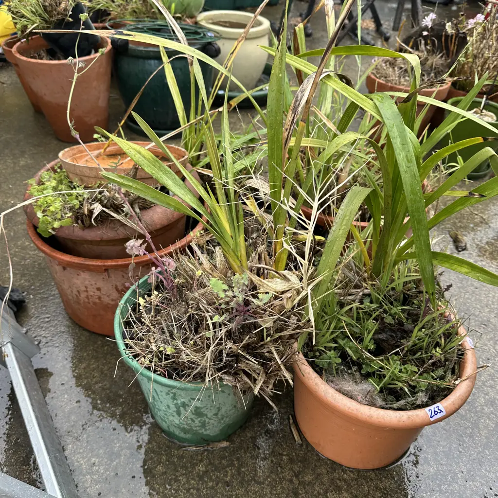 Group of orchids etc. Image 1++
