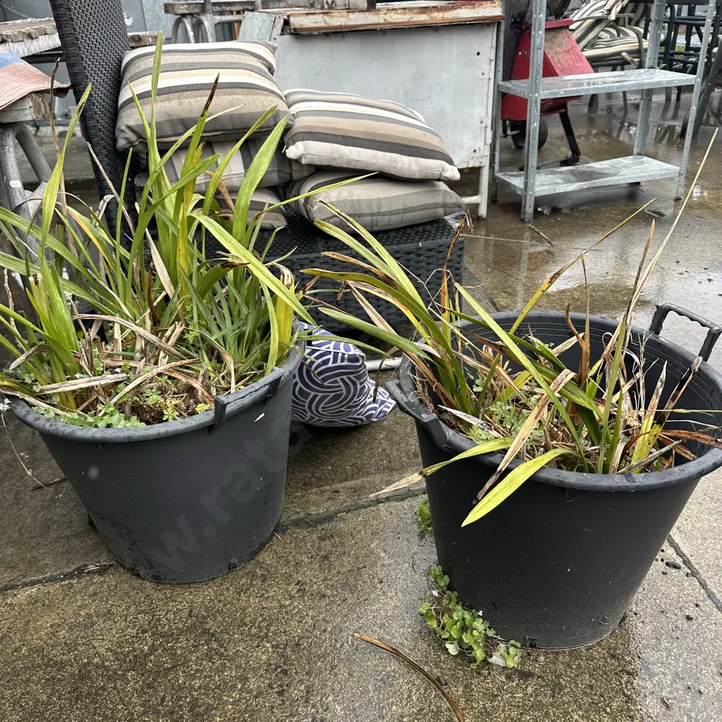 Pair of orchids in buckets. Image 1++