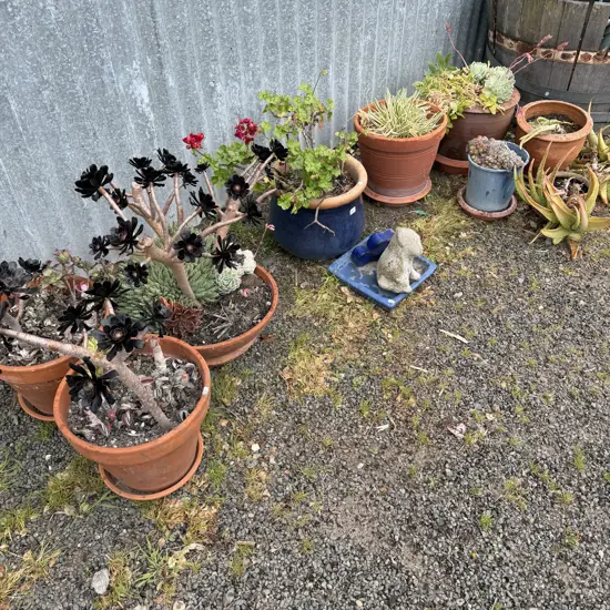 large lot of potted plants