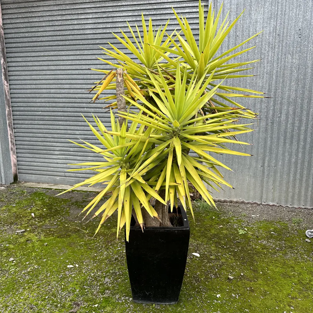 Large Yuka in planter Image 1++