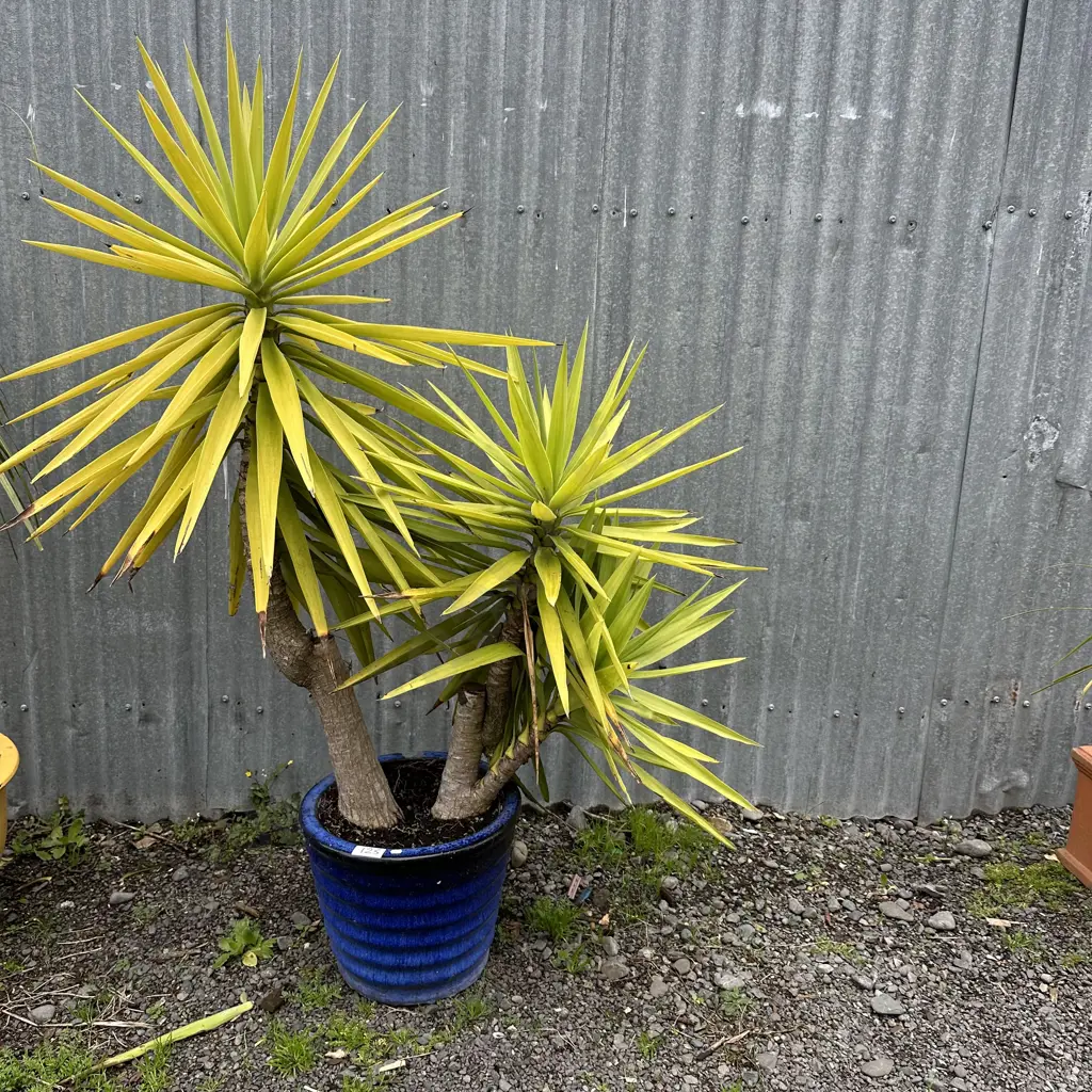 Yuka and Blue planter Image 1++