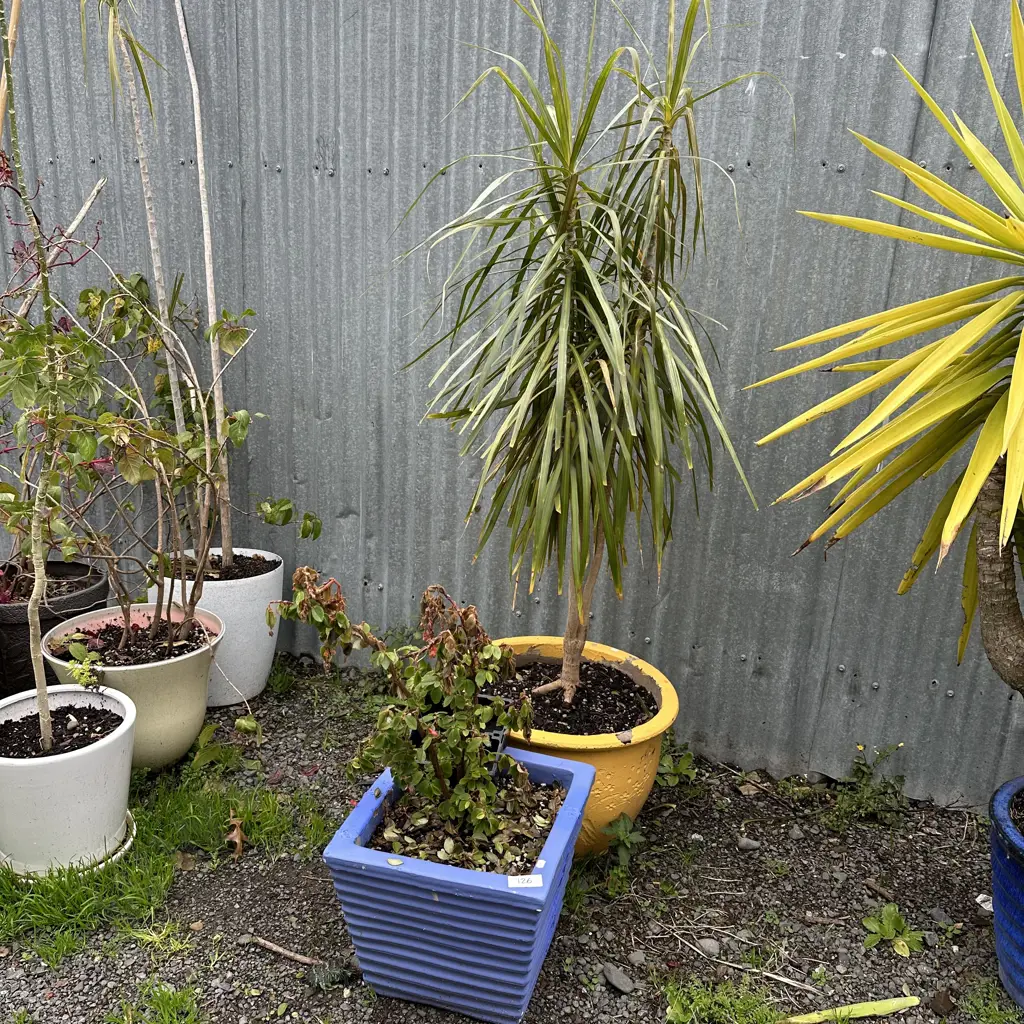 2 plants and planters Image 1++