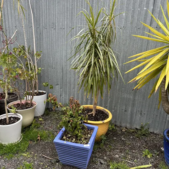 2 plants and planters